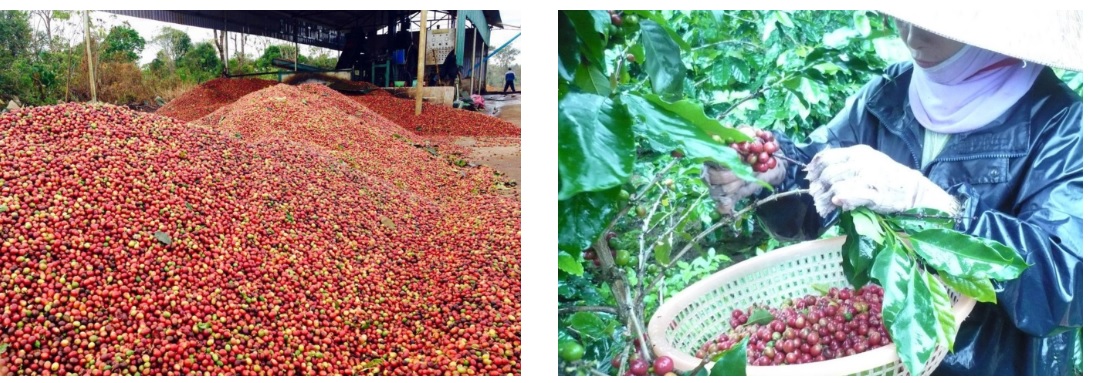 Thu hoặc cà phê arabica khe sanh