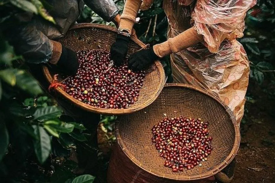 hành trình từ hạt cà phê