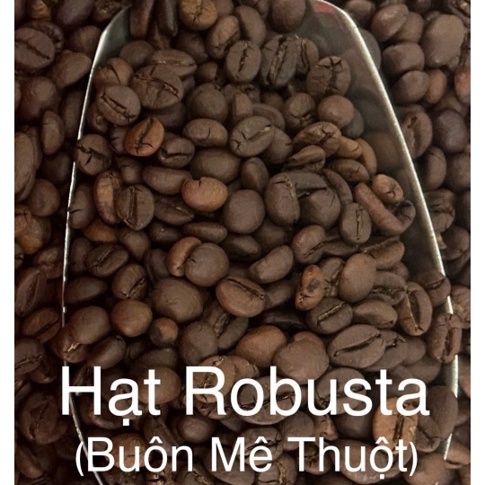 HẠT MỘC - ROBUSTA S18 (XÁ)